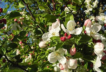 Blüten Blume Bodensee Sommer Frühling Apfel